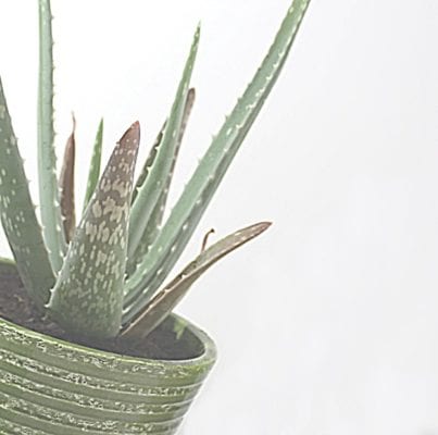 Planta de aloe vera