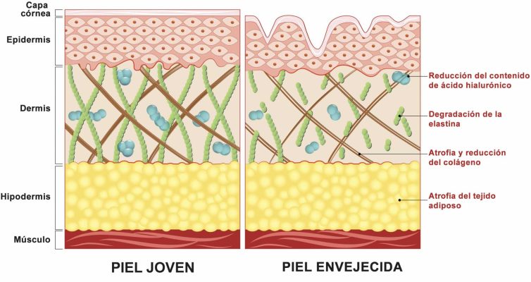 elastina y manteca de karité